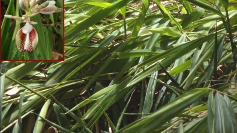 Cây Riềng lưỡi ngắn. Alpinia breviligulata Gagnep. - Cây Thuốc Nam Quanh Ta